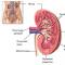 Functions and structure of the urinary system